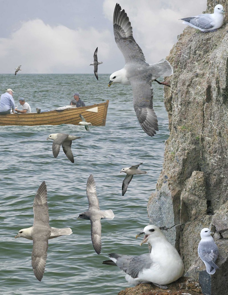 Northern fulmar (Fulmarus glacialis); DISPLAY FULL IMAGE.