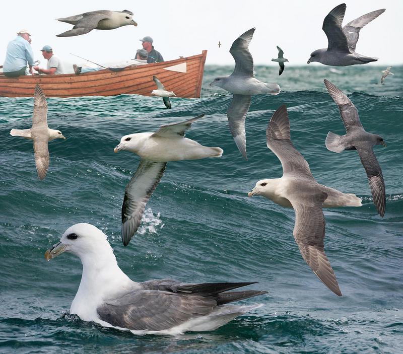 Northern fulmar (Fulmarus glacialis); DISPLAY FULL IMAGE.