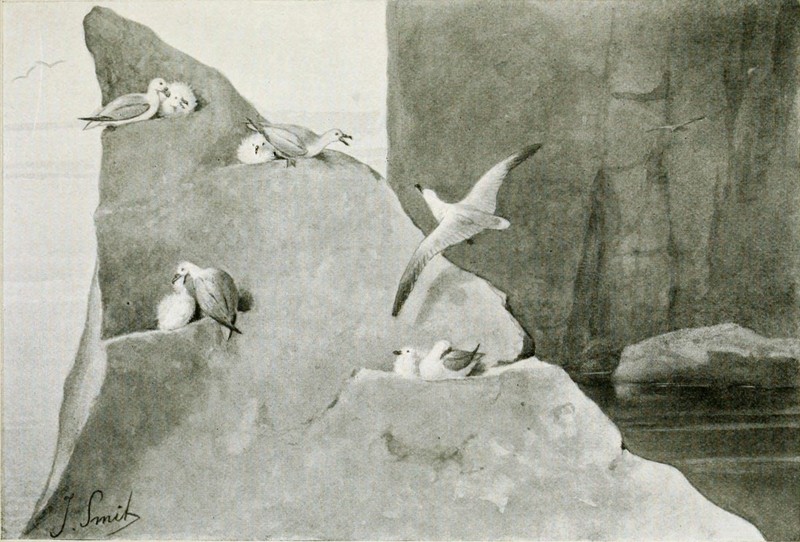 Northern fulmar (Fulmarus glacialis); DISPLAY FULL IMAGE.