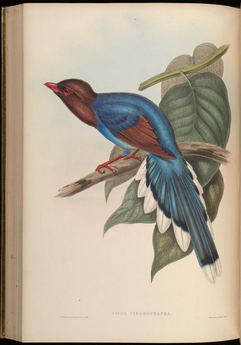 Sri Lanka blue magpie (Urocissa ornata); DISPLAY FULL IMAGE.