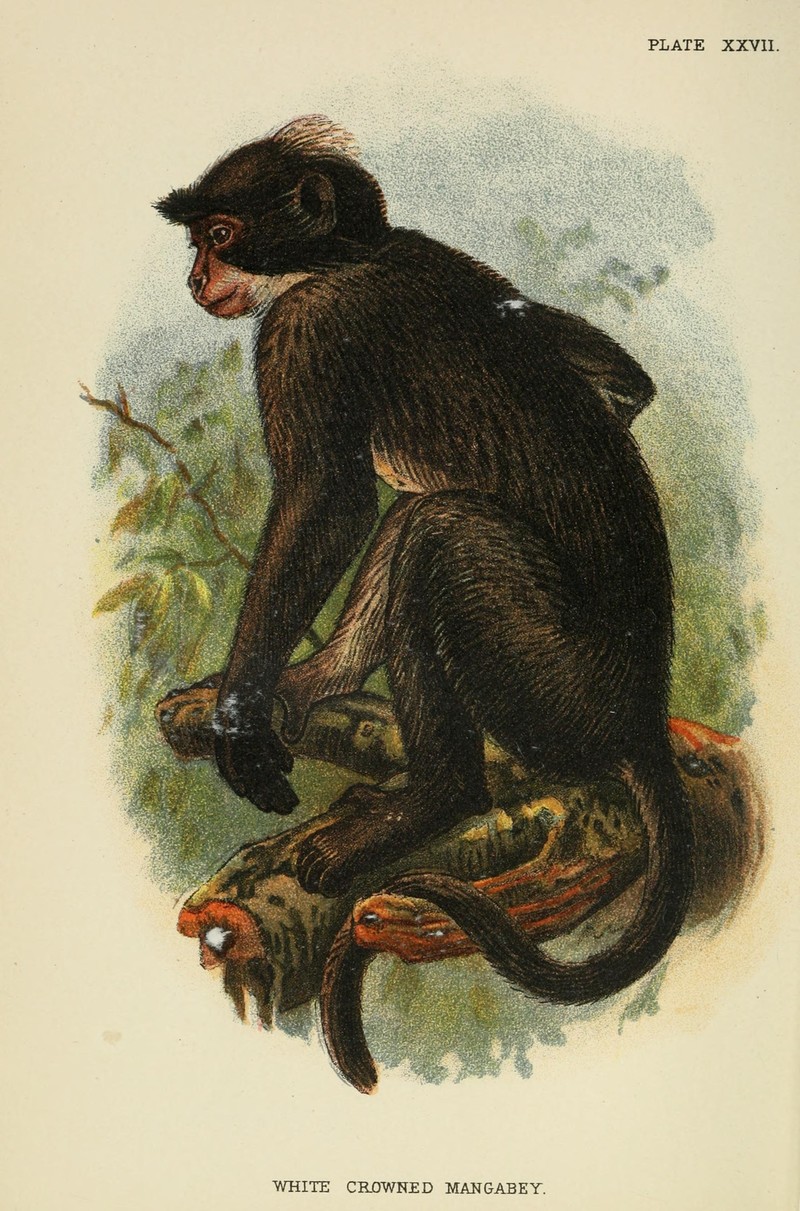 Sooty Mangabey (Cercocebus atys); DISPLAY FULL IMAGE.