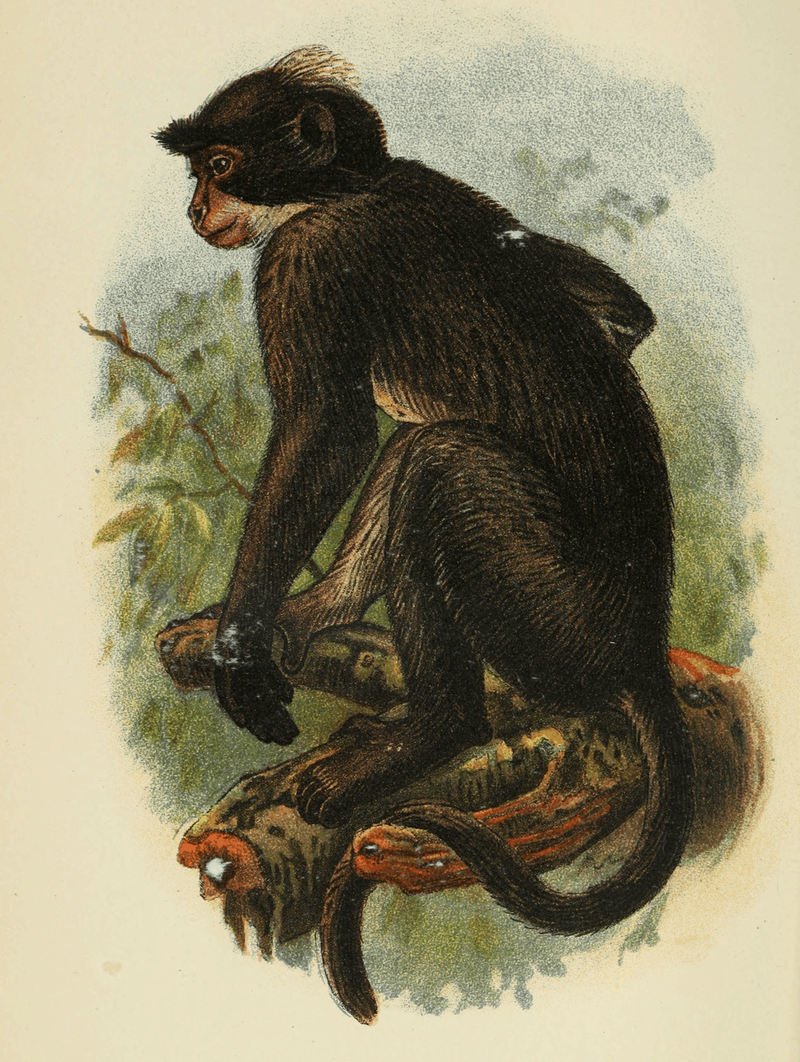 sooty mangabey (Cercocebus atys); DISPLAY FULL IMAGE.