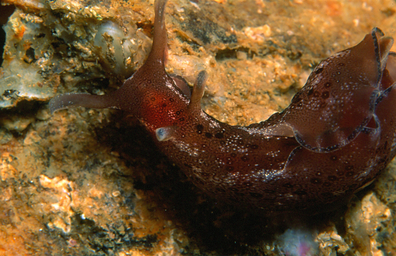 dwarf sea hare, Aplysia parvula; DISPLAY FULL IMAGE.