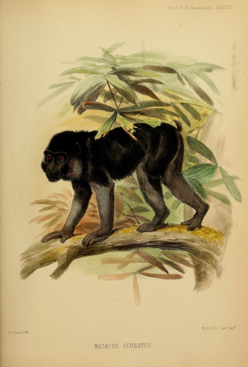 Booted Macaque (Macaca ochreata); DISPLAY FULL IMAGE.