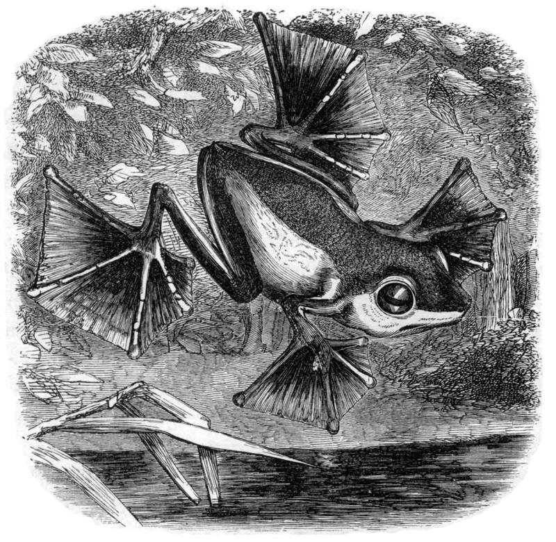 Wallace's flying frog (Rhacophorus nigropalmatus); DISPLAY FULL IMAGE.
