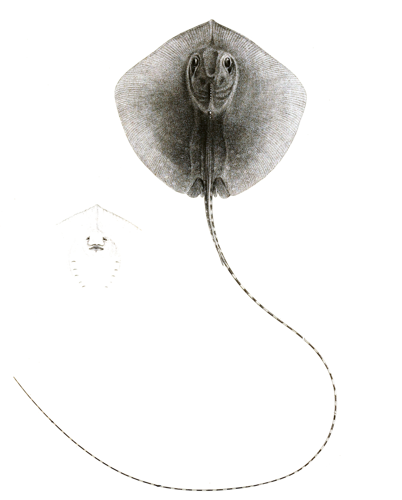 reticulate whipray, honeycomb stingray (Himantura uarnak); DISPLAY FULL IMAGE.