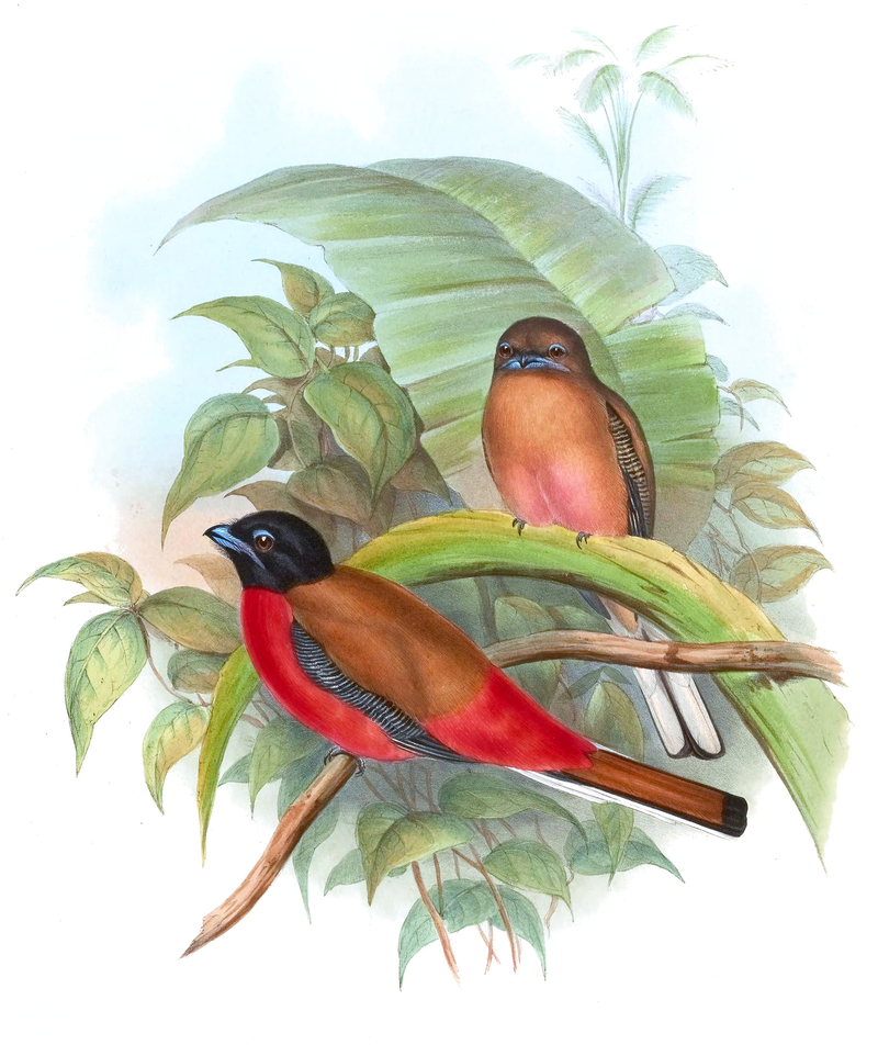 Scarlet-rumped trogon (Harpactes duvaucelii); DISPLAY FULL IMAGE.