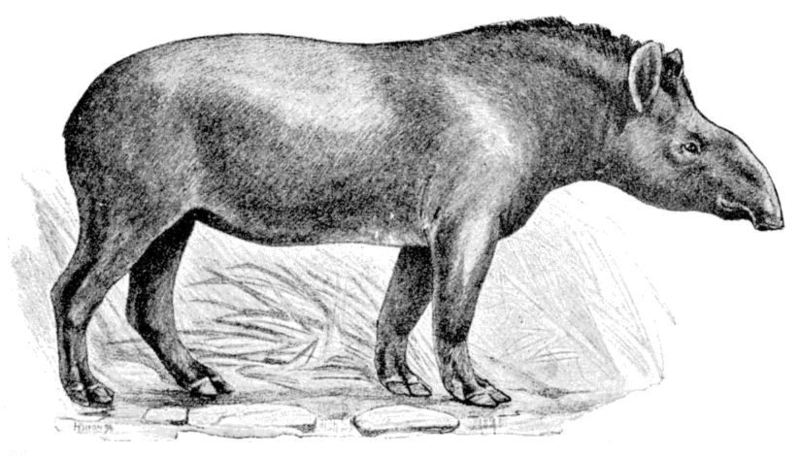 South American tapir (Tapirus terrestris); DISPLAY FULL IMAGE.