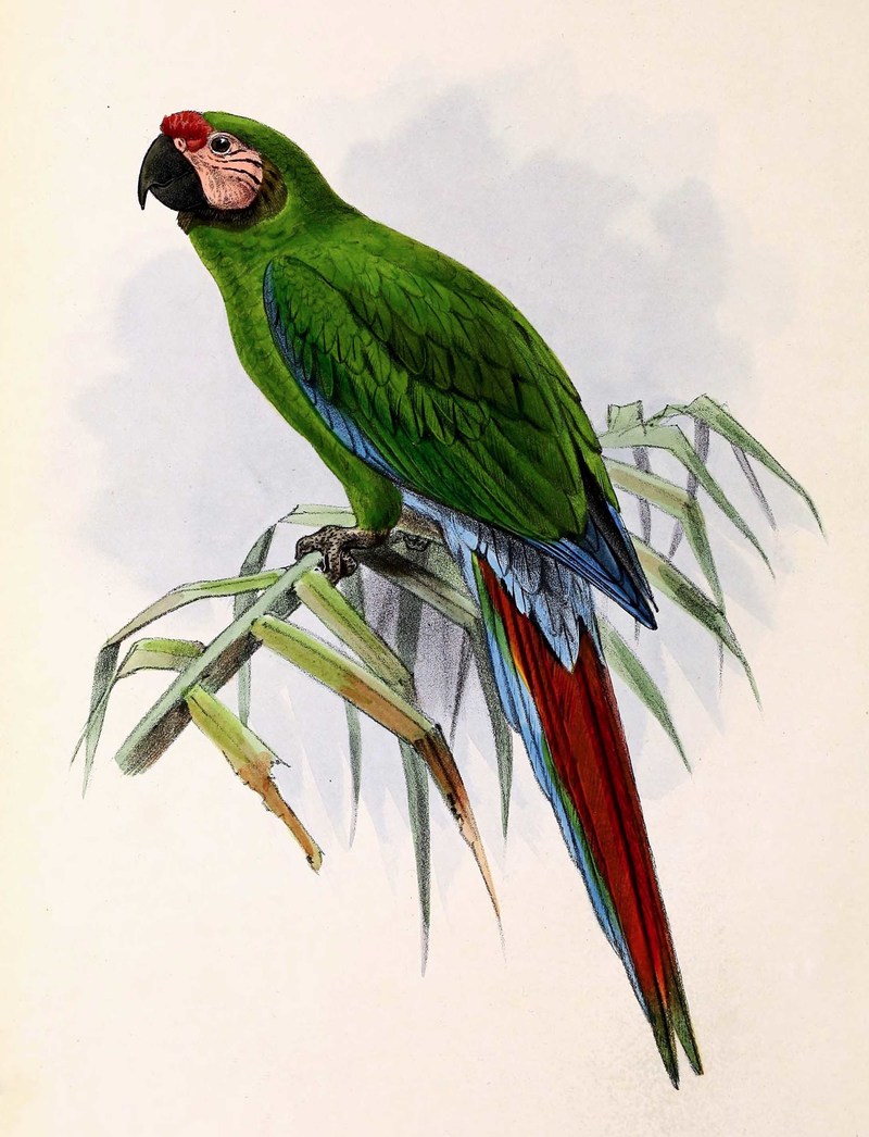 Military Macaw (Ara militaris); DISPLAY FULL IMAGE.