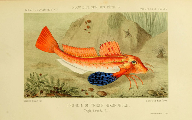 Tub gurnard (Chelidonichthys lucerna); DISPLAY FULL IMAGE.