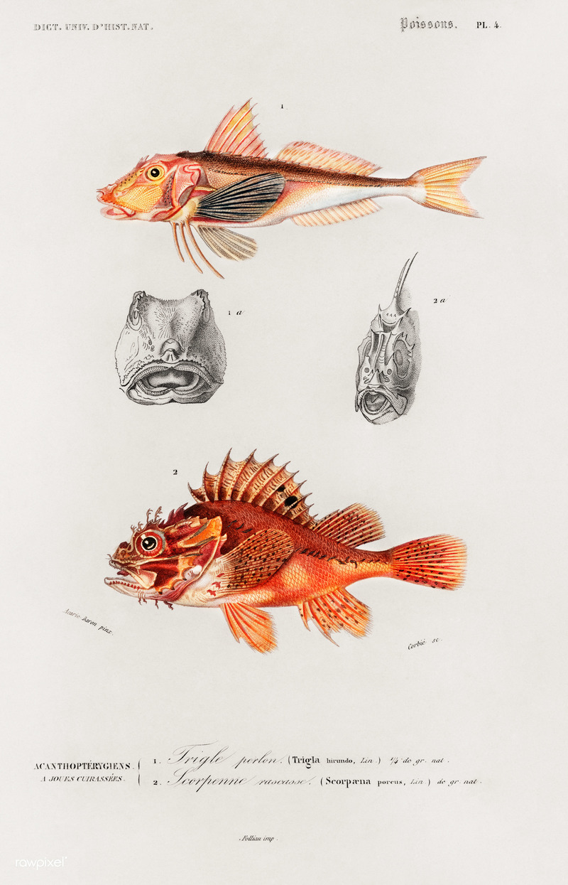 Tub gurnard (Chelidonichthys lucerna), Black scorpionfish (Scorpaena porcus); DISPLAY FULL IMAGE.