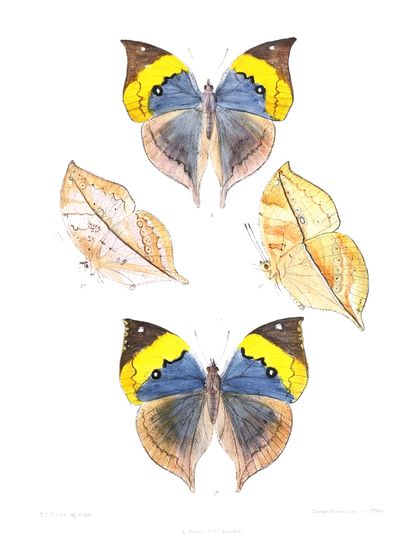 Orange oakleaf (Kallima inachus) wet season form; DISPLAY FULL IMAGE.