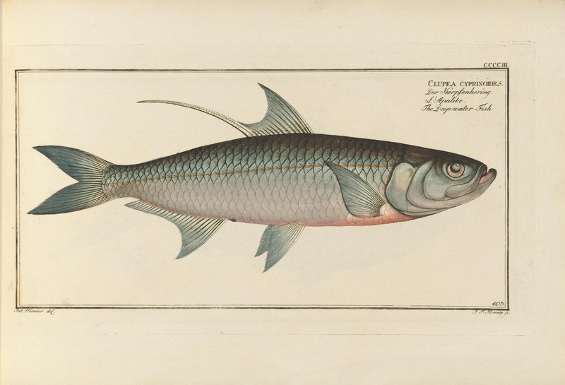 Indo-Pacific tarpon (Megalops cyprinoides); DISPLAY FULL IMAGE.