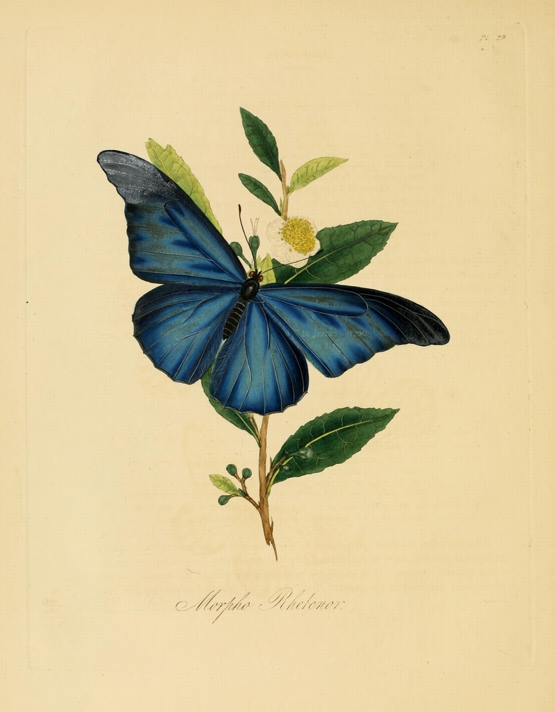 Rhetenor blue morpho (Morpho rhetenor); DISPLAY FULL IMAGE.