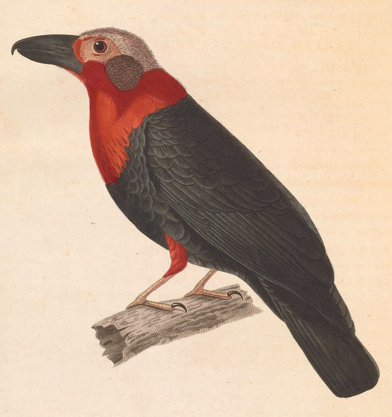 Bornean bristlehead (Pityriasis gymnocephala); DISPLAY FULL IMAGE.