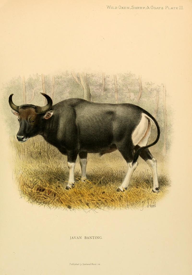 JAVAN BANTING = Javan Banteng (Bos javanicus javanicus); DISPLAY FULL IMAGE.