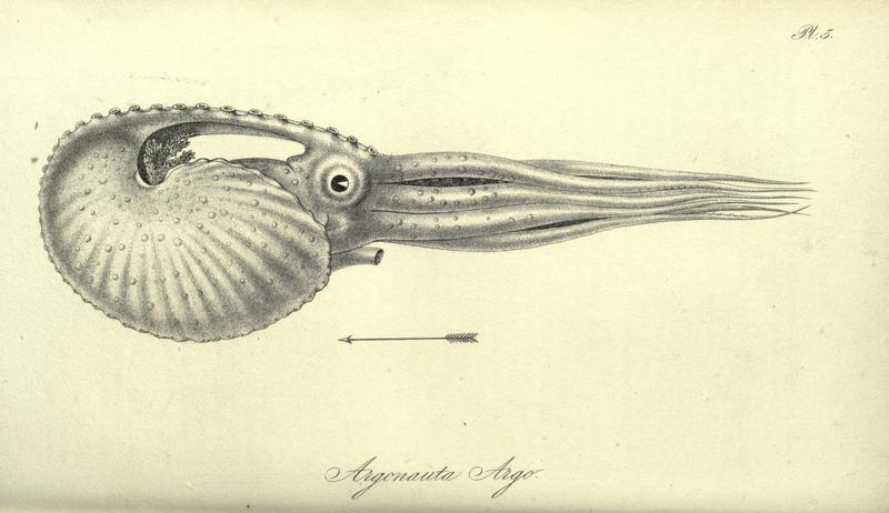 Greater argonaut (Argonauta argo); DISPLAY FULL IMAGE.