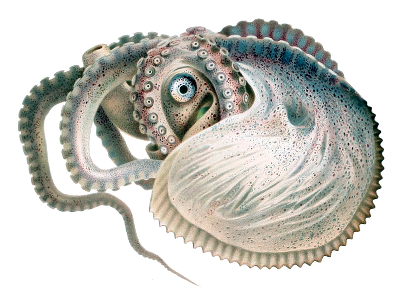 Greater argonaut (Argonauta argo); DISPLAY FULL IMAGE.