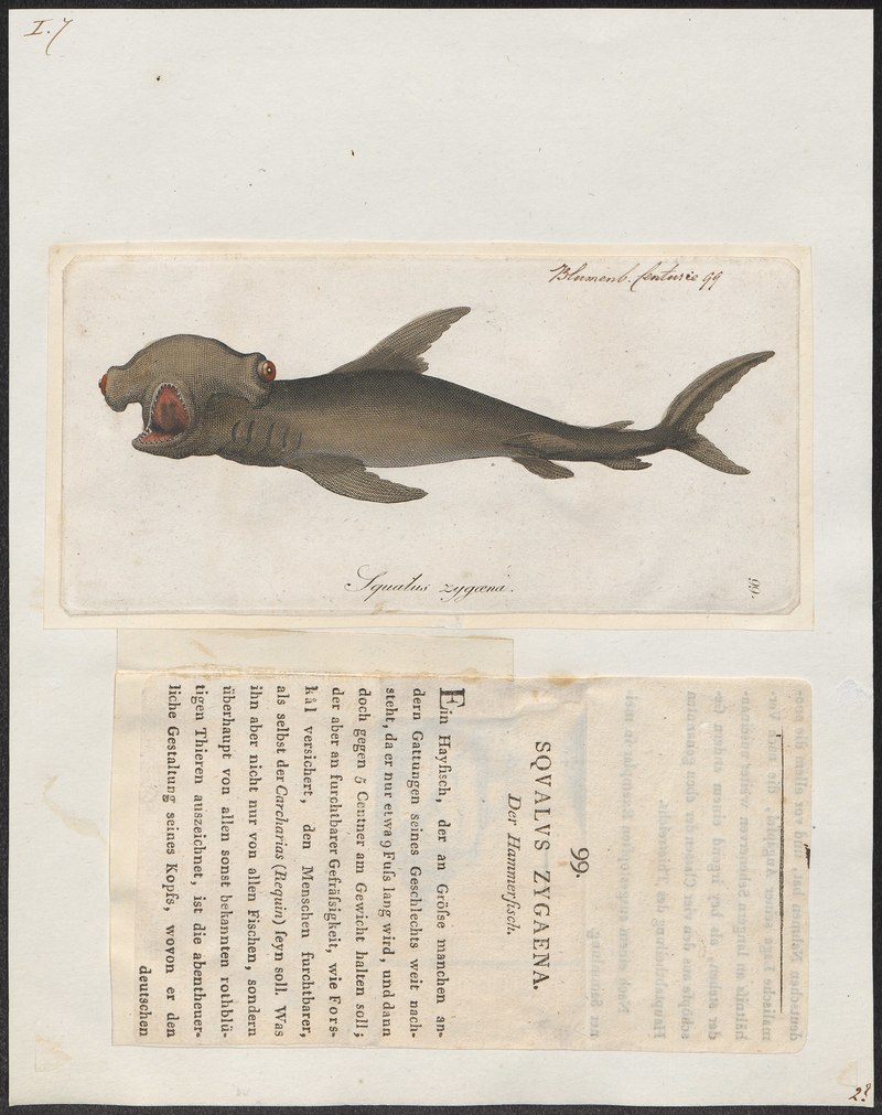 Squalus zygaena = Winghead shark (Eusphyra blochii); DISPLAY FULL IMAGE.