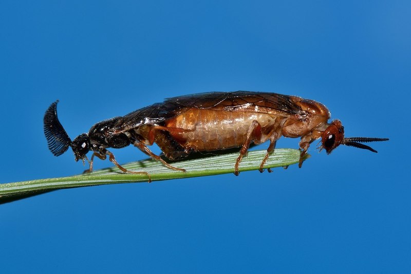 Red pine sawfly (Neodiprion sertifer Geoffroy, 1785) (Hymenoptera: Tenthredinidae); DISPLAY FULL IMAGE.