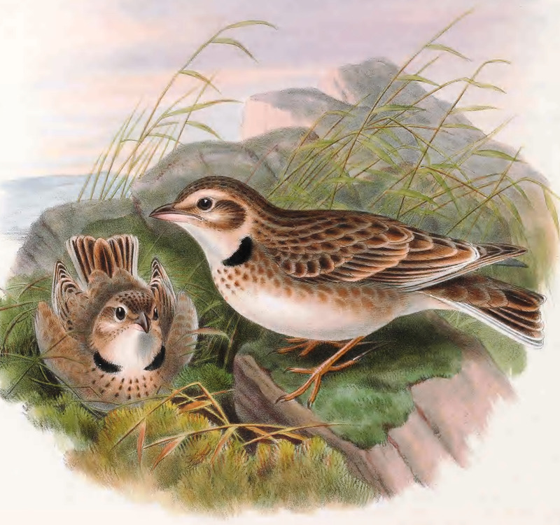 Calandra lark (Melanocorypha calandra); DISPLAY FULL IMAGE.