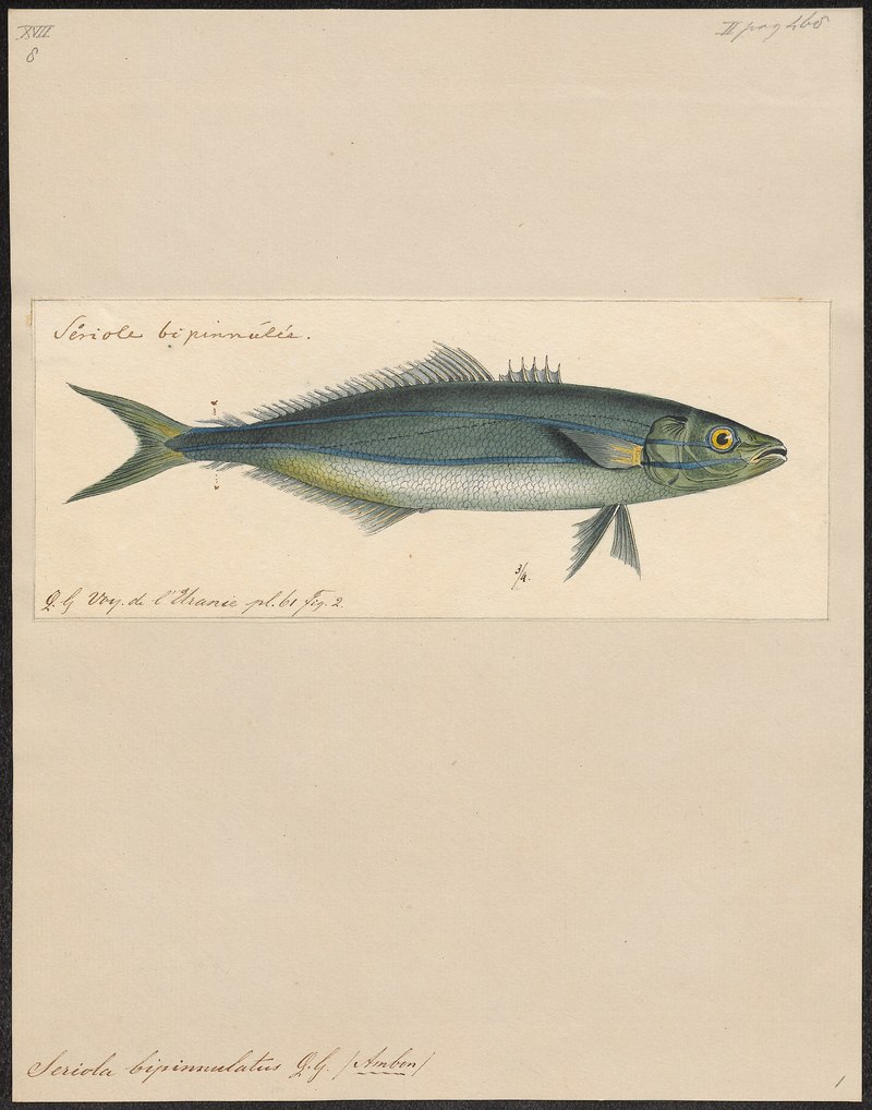 Rainbow runner (Elagatis bipinnulata); DISPLAY FULL IMAGE.