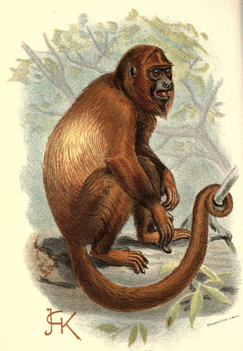 Colombian red howler, Venezuelan red howler (Alouatta seniculus); DISPLAY FULL IMAGE.