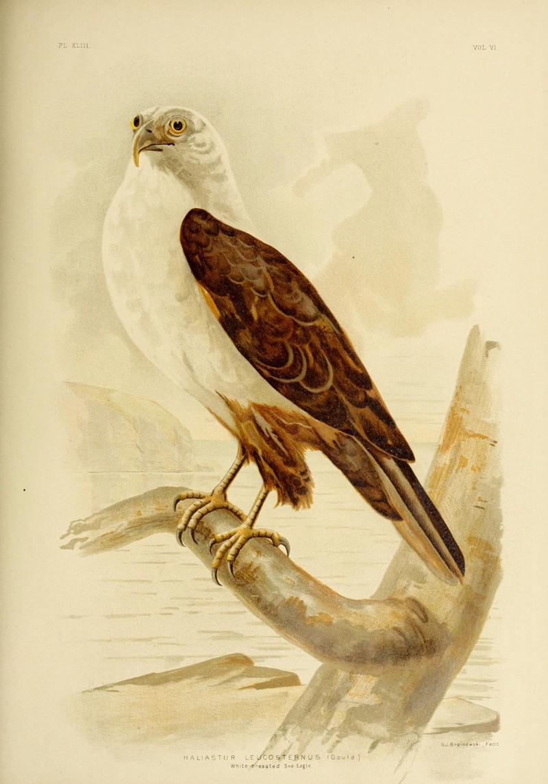 Haliastur Leucosternus. White-breasted Sea-Eagle = White-bellied sea eagle (Haliaeetus leucogaster); DISPLAY FULL IMAGE.