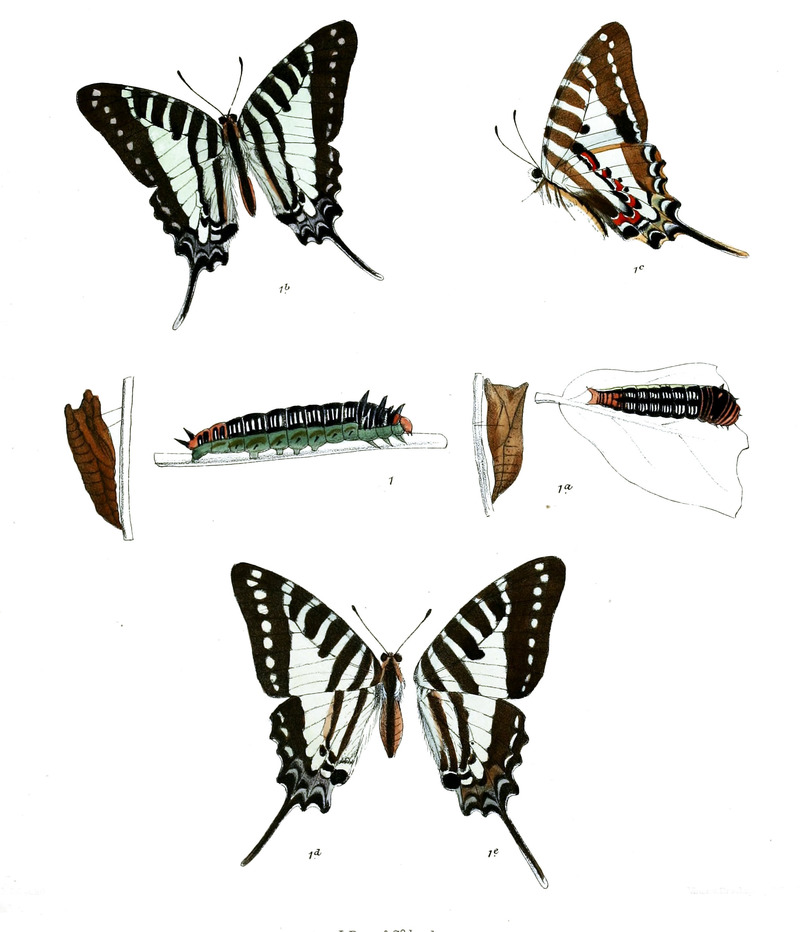 Graphium nomius, the spot swordtail; DISPLAY FULL IMAGE.
