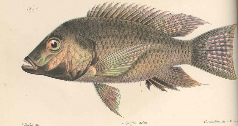 Blackchin tilapia (Sarotherodon melanotheron); DISPLAY FULL IMAGE.