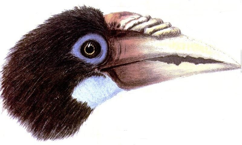 Narcondam hornbill (Rhyticeros narcondami); DISPLAY FULL IMAGE.