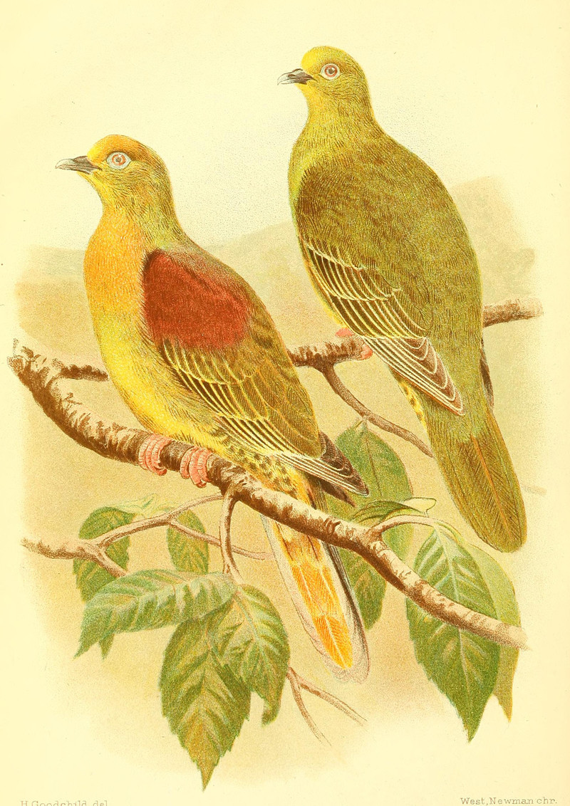 Wedge-tailed green pigeon (Treron sphenurus); DISPLAY FULL IMAGE.