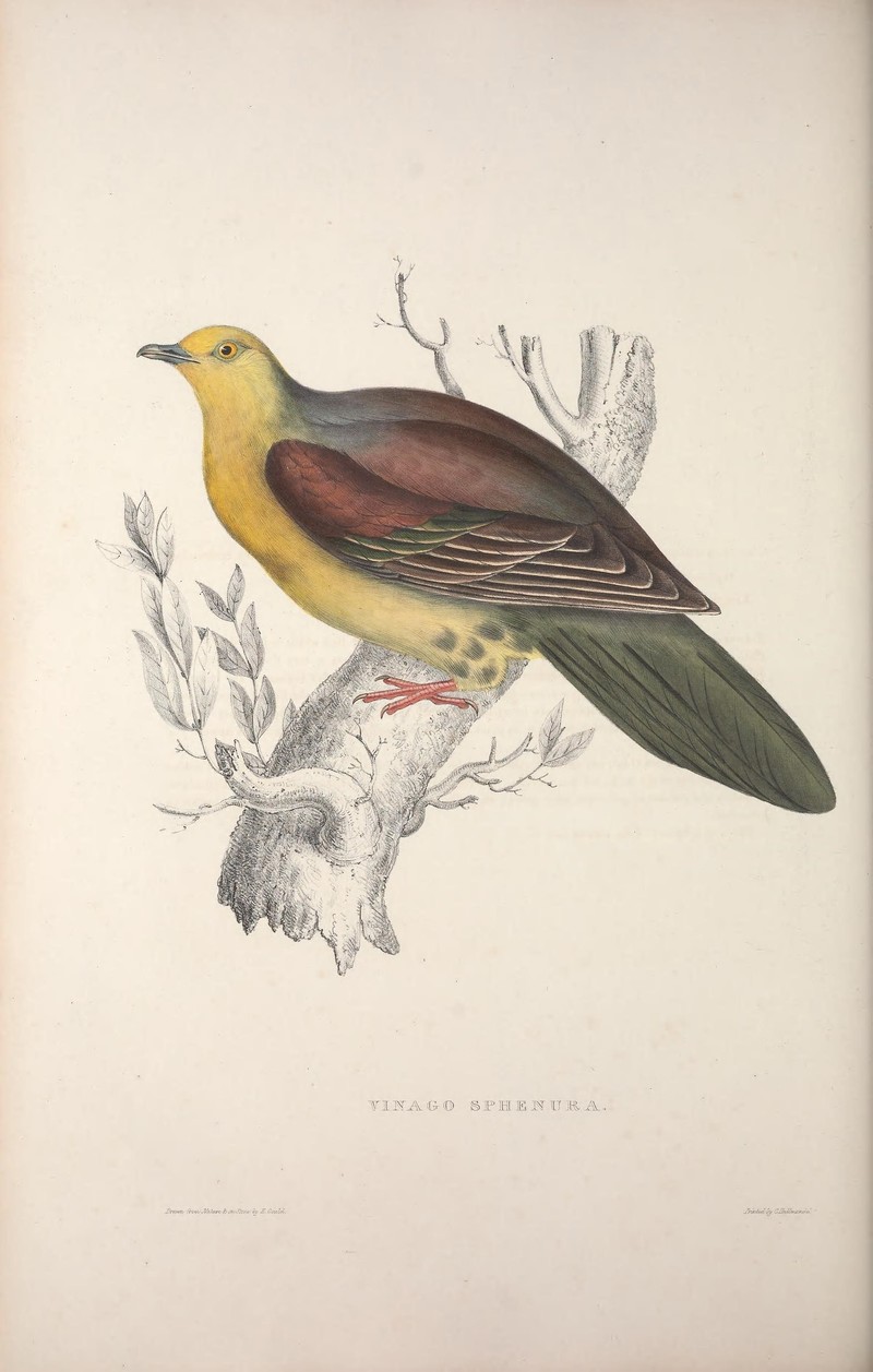 Wedge-tailed green pigeon (Treron sphenurus); DISPLAY FULL IMAGE.