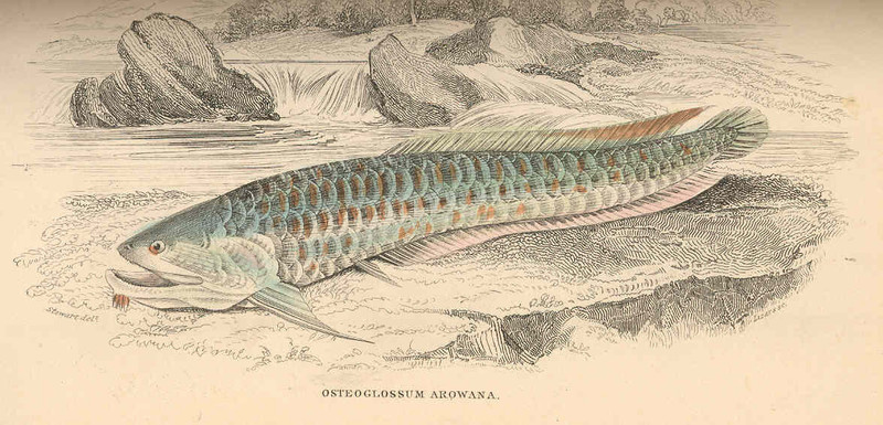 Silver arowana (Osteoglossum bicirrhosum); DISPLAY FULL IMAGE.