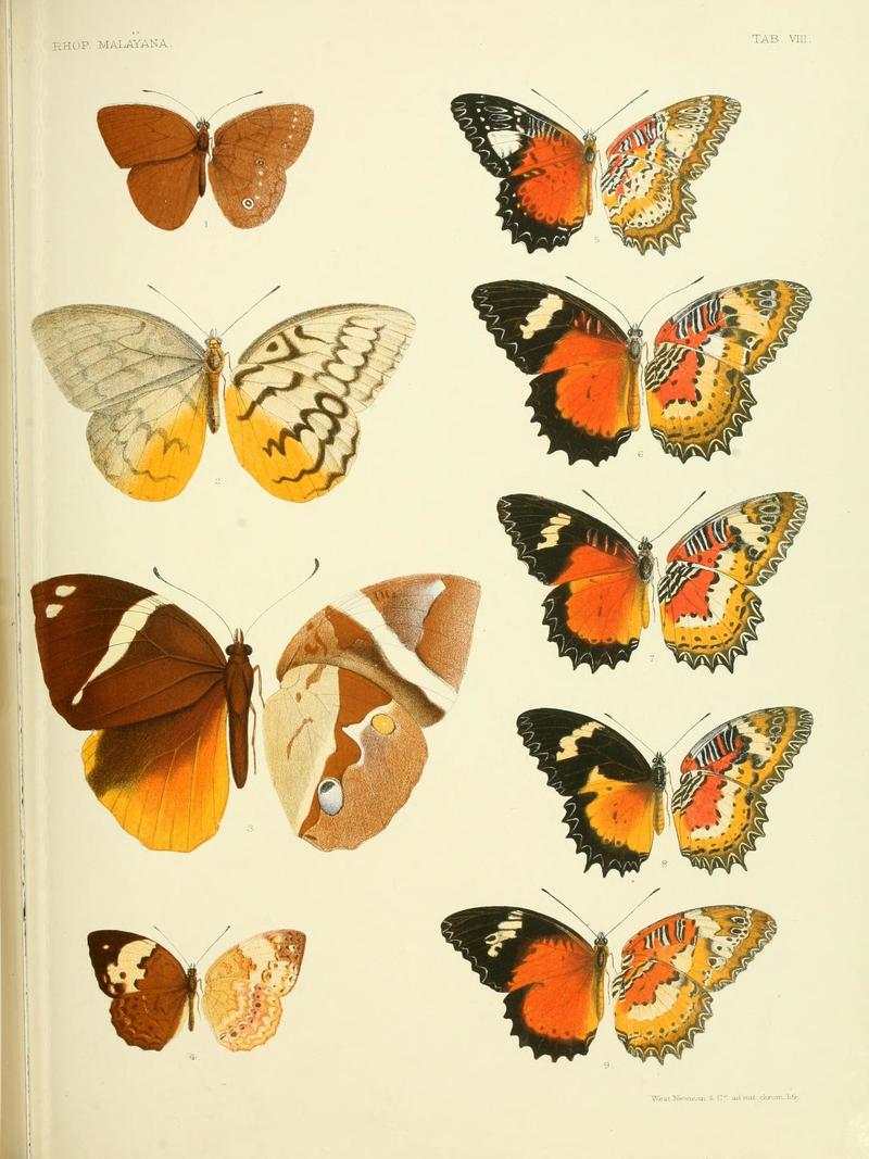 Faunis gracilis, Melanocyma faunula, Thauria aliris pseudaliris, Cupha erymanthis, Cethosia biblis logani, Cethosia hypsea hypsina, Cethosia penthesilea; DISPLAY FULL IMAGE.