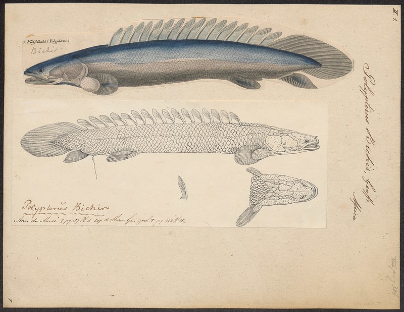 Nile bichir (Polypterus bichir); DISPLAY FULL IMAGE.