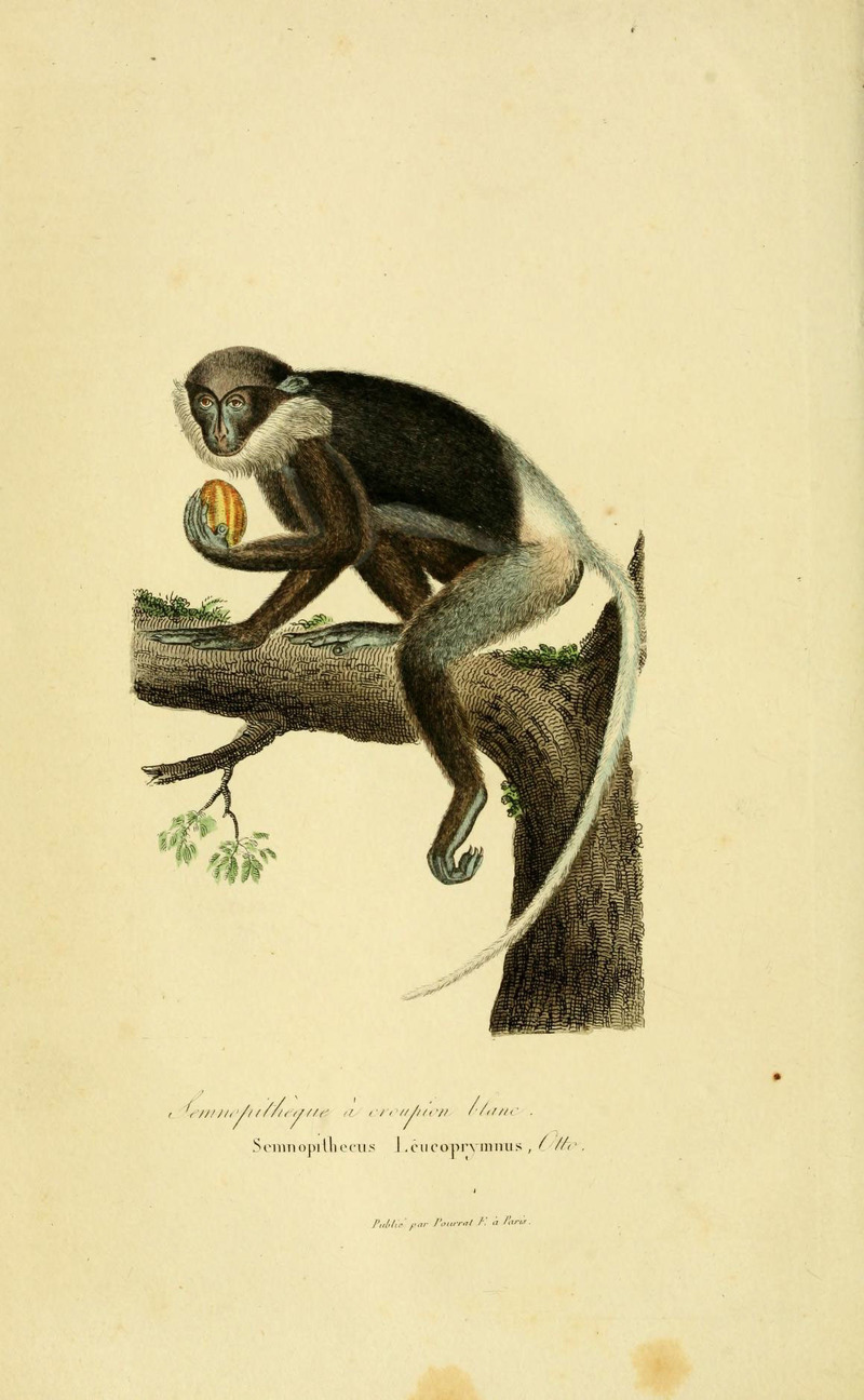 Purple-faced langur (Semnopithecus vetulus); DISPLAY FULL IMAGE.