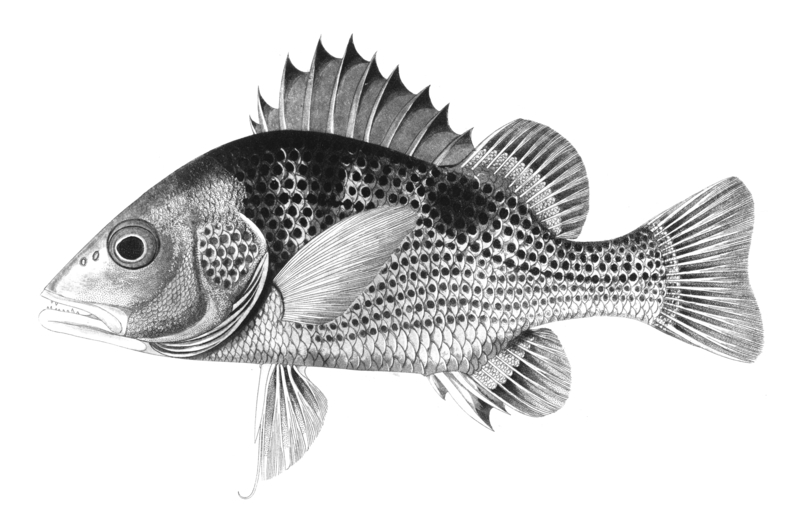 John's snapper (Lutjanus johnii); DISPLAY FULL IMAGE.