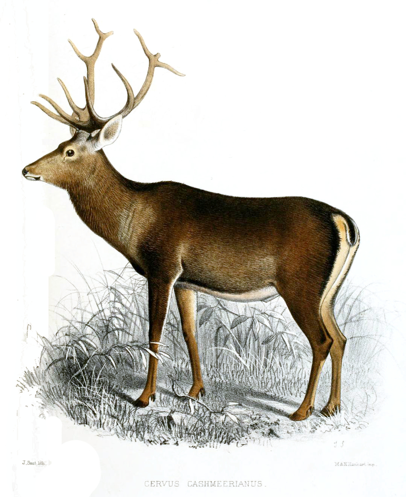 Kashmir stag, hangul (Cervus hanglu hanglu); DISPLAY FULL IMAGE.