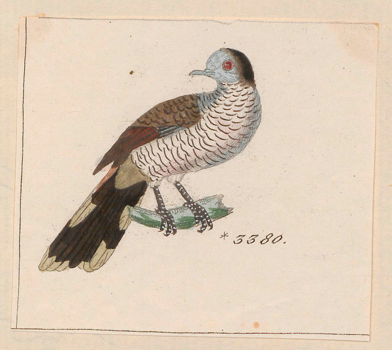 Barred dove (Geopelia maugeus); DISPLAY FULL IMAGE.