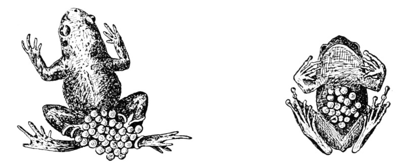Popular Science Monthly Volume 59 = common midwife toad (Alytes obstetricans) & reticulated-thigh shrub frog (Pseudophilautus reticulatus); DISPLAY FULL IMAGE.