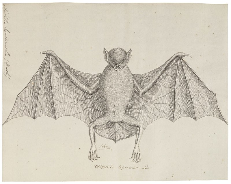 Vespertilio leporinus = greater bulldog bat (Noctilio leporinus); DISPLAY FULL IMAGE.