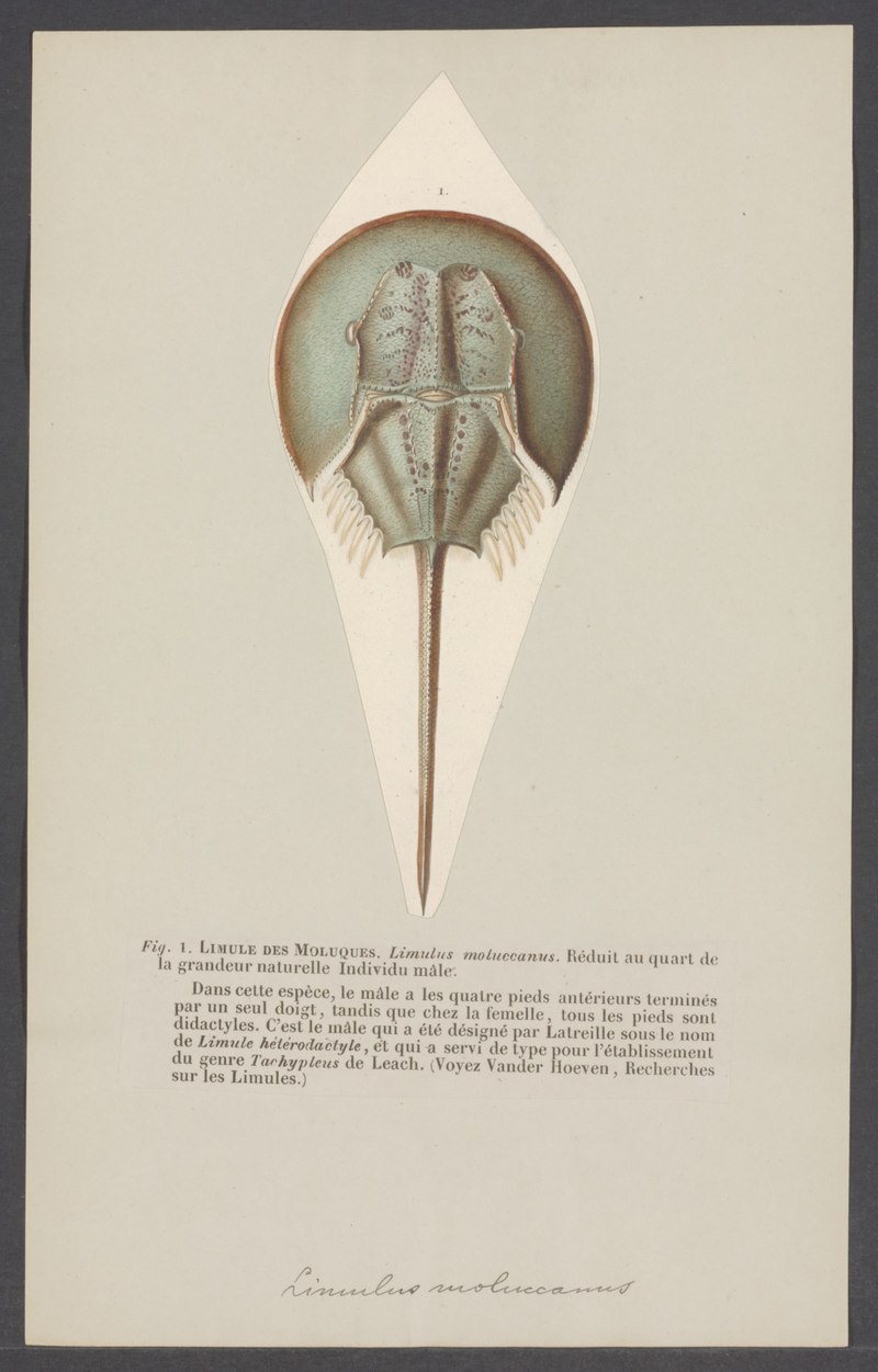 Limulus moluccanus = Indo-Pacific horseshoe crab (Tachypleus gigas); DISPLAY FULL IMAGE.