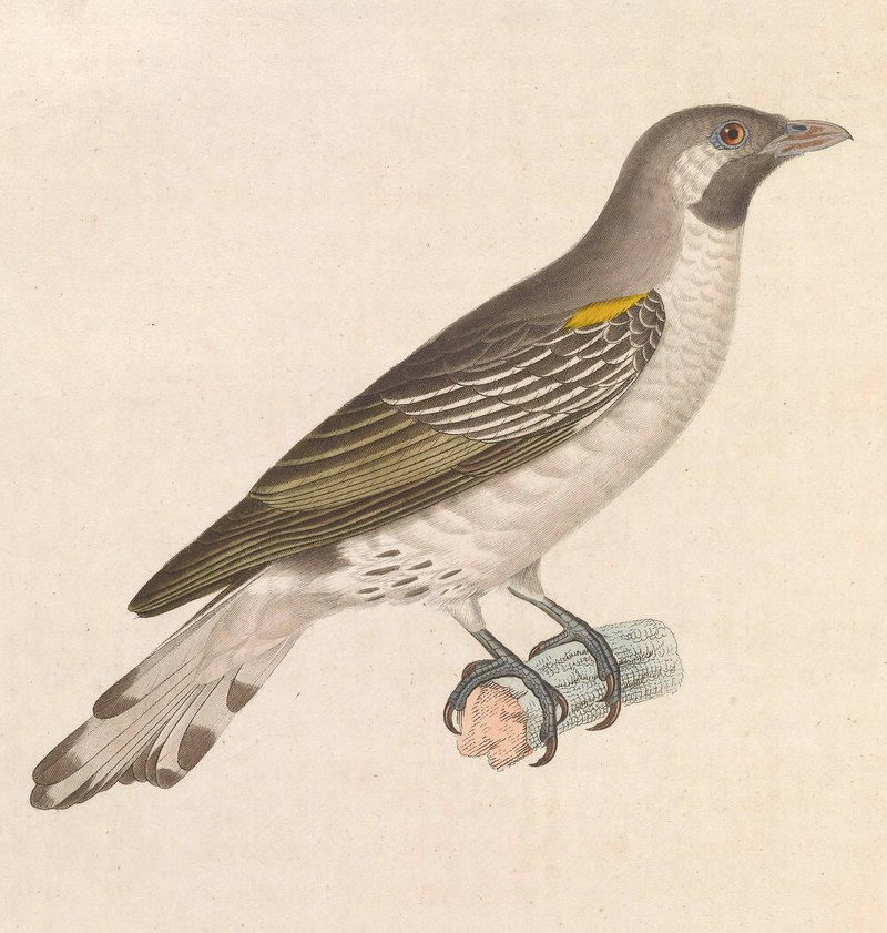 Indicator albirostris = greater honeyguide (Indicator indicator); DISPLAY FULL IMAGE.