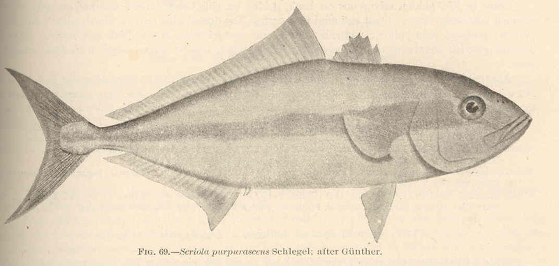 Seriola purpurascens = greater amberjack (Seriola dumerili); DISPLAY FULL IMAGE.