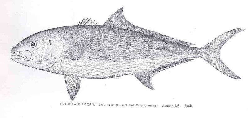 Seriola lalandi = greater amberjack (Seriola dumerili); DISPLAY FULL IMAGE.