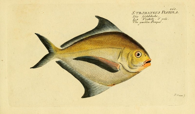Blue butterfish (Stromateus fiatola); DISPLAY FULL IMAGE.