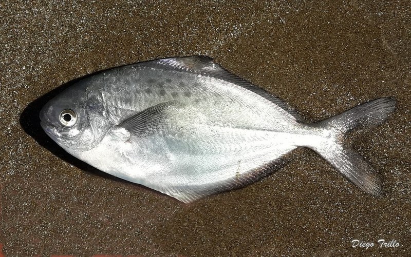Southwest Atlantic Butterfish (Stromateus brasiliensis); DISPLAY FULL IMAGE.