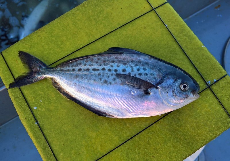 Pampanito aka  starry butterfish (Stromateus stellatus) de la Region de Aysen, Chile; DISPLAY FULL IMAGE.
