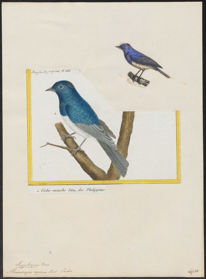 Myiagra azurea = black-naped monarch (Hypothymis azurea); DISPLAY FULL IMAGE.
